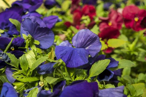 colorful plant flowers