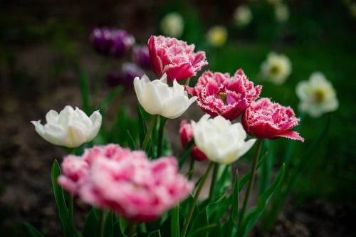 colorful flowers plant