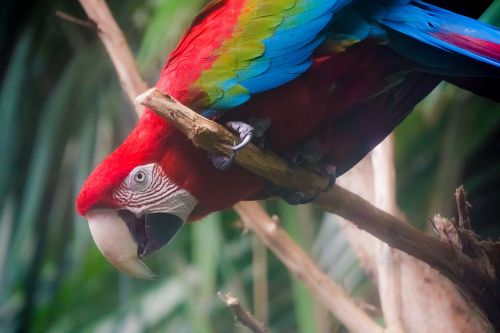 colorful feather bird