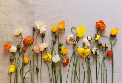 colorful flower plant