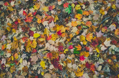 colorful leaf autumn