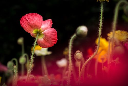 colorful flower plant