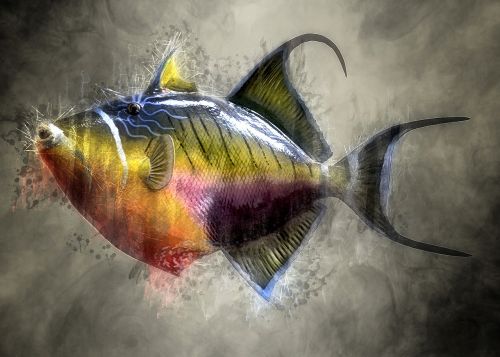 colorful trigger fish fish