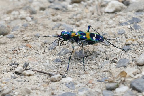 colorful  tiger beetle  insect