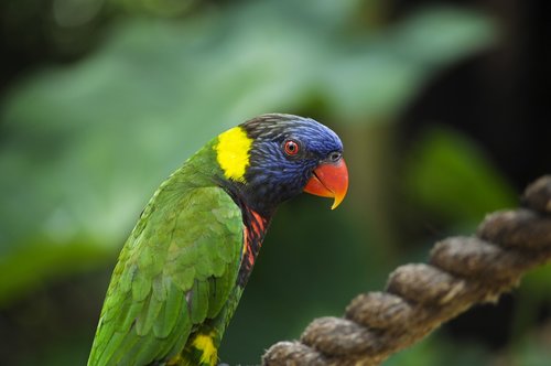 colorful  lorikeet  bird