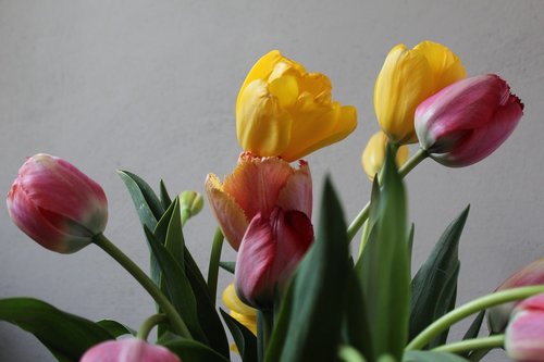 colorful  tulip bouquet  spring