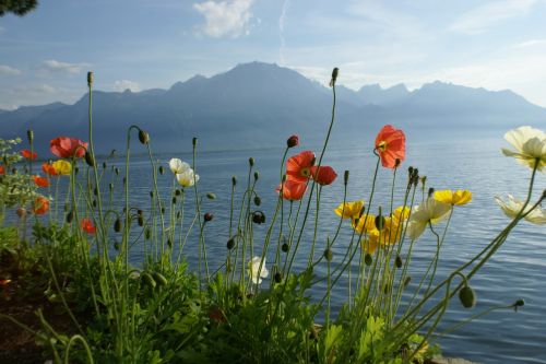 colorful flower love