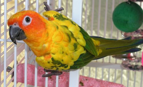 colorful parrot lori