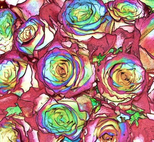 Colorful Artistic Roses