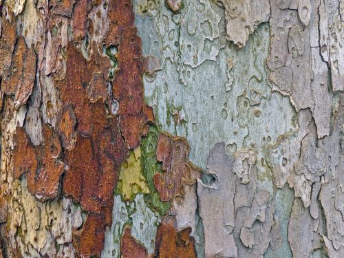 Colorful Bark Background