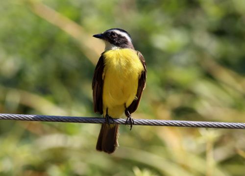 colorful bird bird on the wire tropical