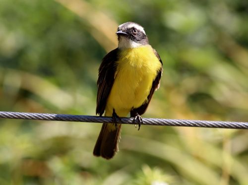 colorful bird bird on the wire tropical