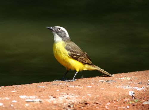 colorful bird bird on the ground tropical
