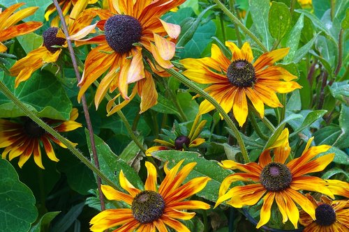 colorful colorado sunflowers  sunflowers  flowers