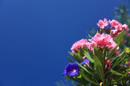 Colorful Flower Background