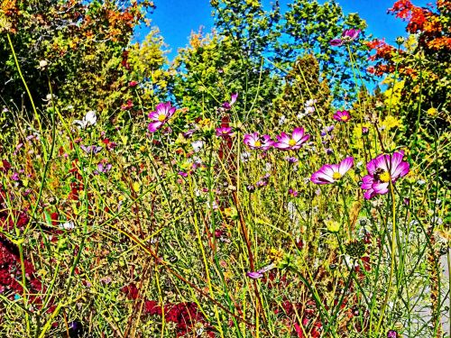 Colorful Flowers