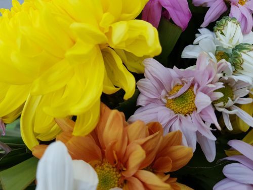 Colorful Flowers