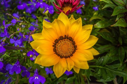 colorful flowers nature garden