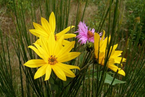 colorful flowers blooming the beauty of nature