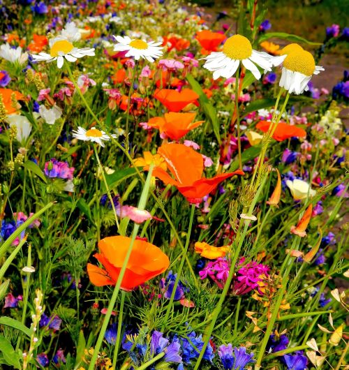 colorful flowers wild flowers garden