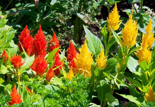 Colorful Flowers