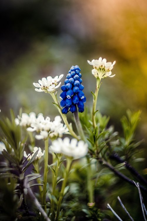 colorful garden  garden  flowers