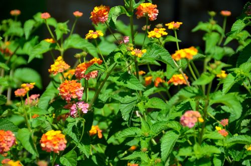 Colorful Lantana Flowers