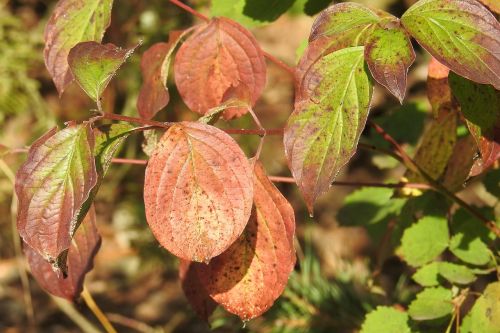 colorful leaves autumn autumn colours