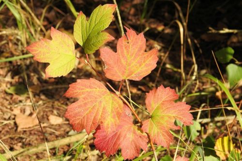 colorful leaves autumn autumn colours