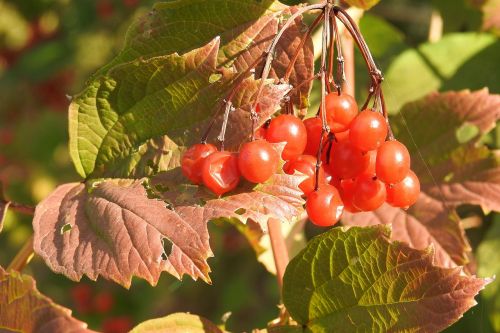 colorful leaves leaves berries