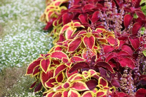 colorful leaves flower bed garden