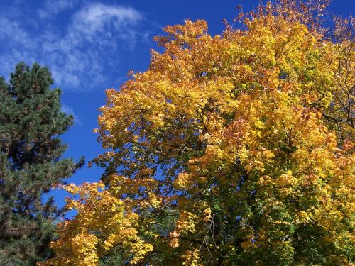 colorful leaves leaves autumn