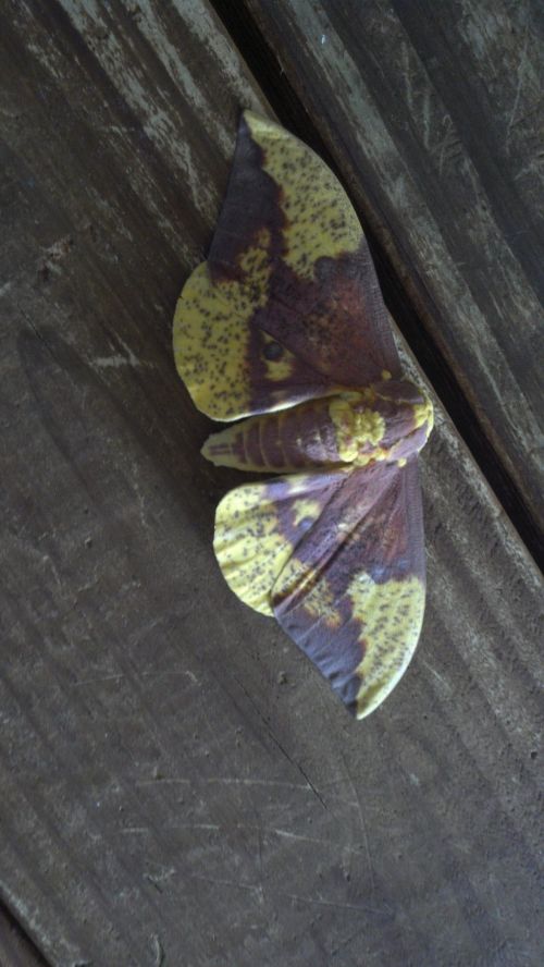 Colorful Moth