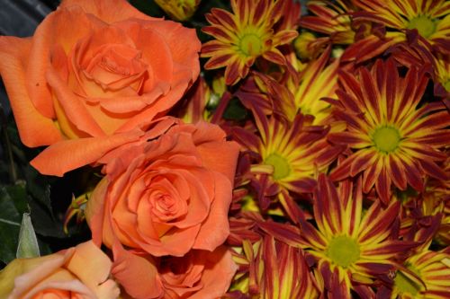 Colorful Mums Background Roses