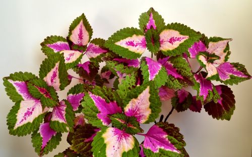 colorful nettle lamiaceae houseplant