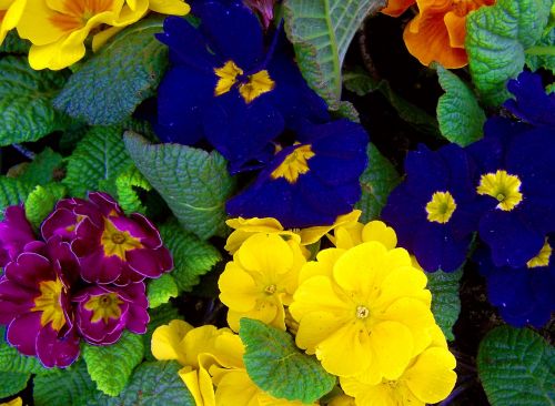 colorful primroses flower garden spring