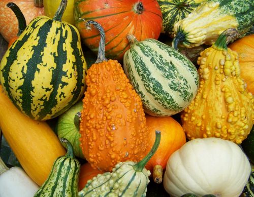 colorful pumpkins autumn mood vegetables