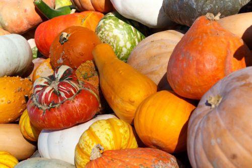 Colorful Pumpkins Background