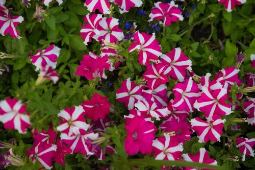 colorful purple blue green fall flowers