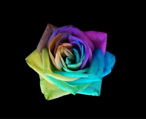 Colorful Rose