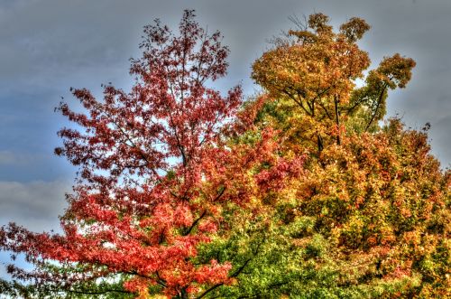 Colorful Tree Tops