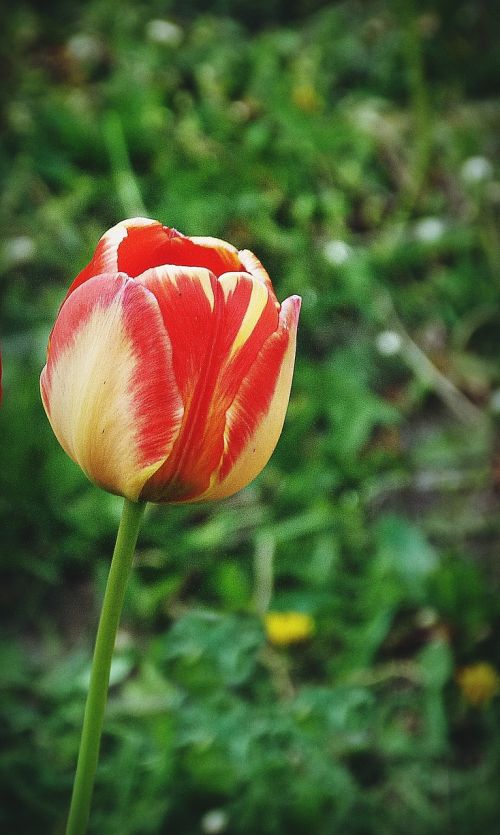 colorful tulips nature tulip