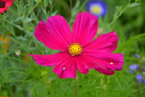 colorful variety flowers beautiful