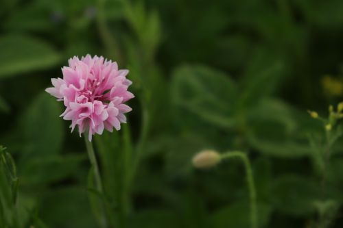 Colorful Wild Flowers Pink