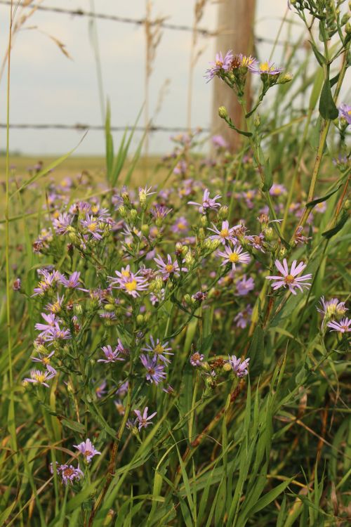 Colorful Wild Flowers Pink