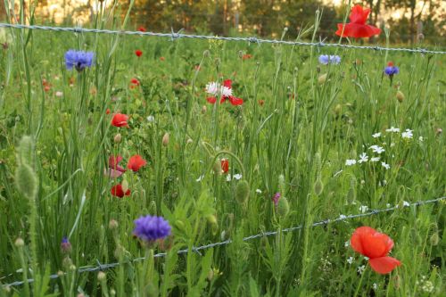 Colorful Wild Flowers Red Poppies