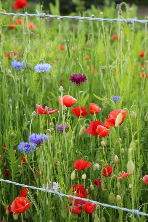 Colorful Wild Flowers Red Poppies