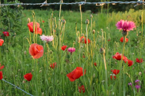 Colorful Wild Flowers Red Poppies