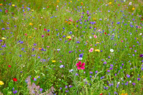 Colorful Wildflowers