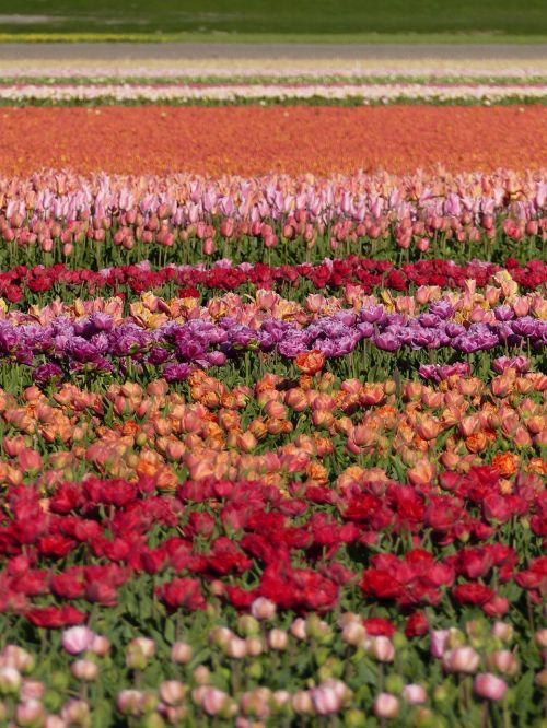 colors flowers fields